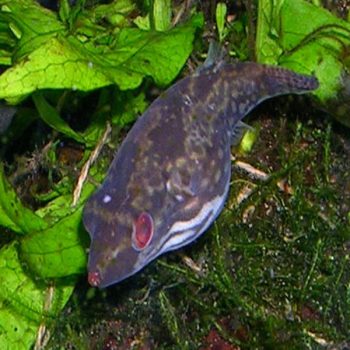 Carrinotetraodon irrubesco-Red Eye Puffer-2.5 cm - Ψάρια Γλυκού