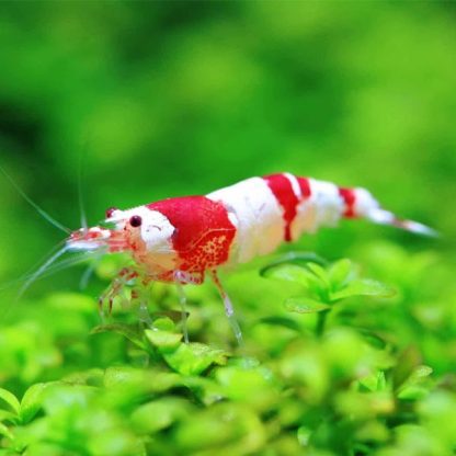 Caridina cantonensis-Crystal Red Bee Shrimp-1.5-2 cm - Ασπόνδυλα Γλυκού