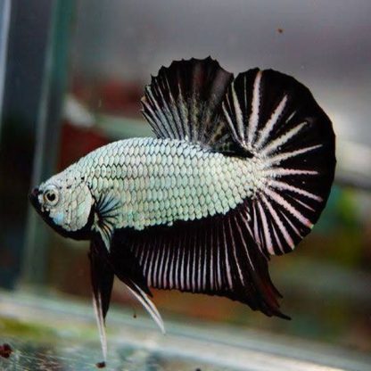 Betta splendens - Siamese Fighting Fish Black Platinum Dragon Male 4-5cm