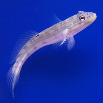 Valenciennea longipinnis -Stripped sleeper goby M - Ψάρια Θαλασσινού