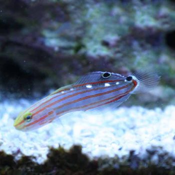 Ptereleotris microlepis M – Blue Gudgeon - Ψάρια Θαλασσινού