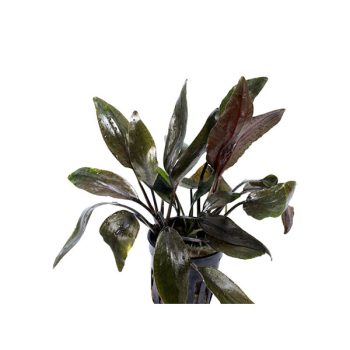 S.I Cryptocoryne nurii - Φυτά για Ενυδρεία