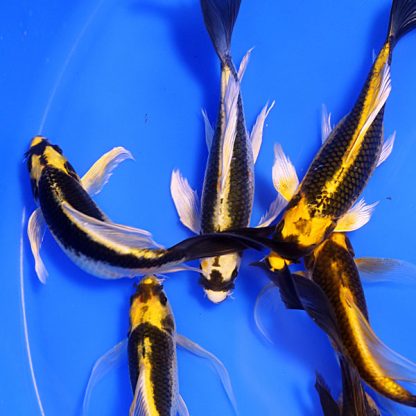 Cyprinus carpio-Kabuto Butterfly Koi 10-12cm - Ψάρια Γλυκού