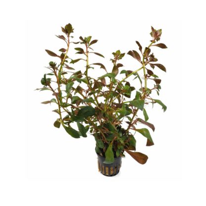 S.I Ludwigia repens - Φυτά για Ενυδρεία