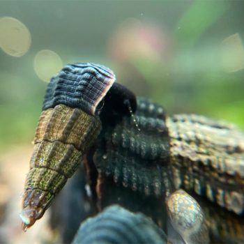 Tylomelania gemmifera-Assorted Rabbit Snails 4cm - Χωρίς κατηγορία