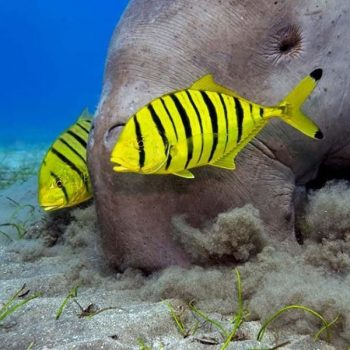 Gnathanodon speciosus - Golden Trevally XL