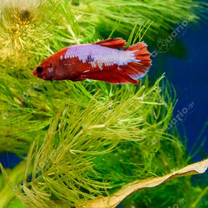 Betta splendens – Siamese Fighting Plakat Fancy 4-5 cm - Sales