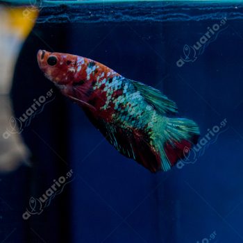 Betta splendens – Siamese Fighting Plakat Fancy 4-5 cm - Sales