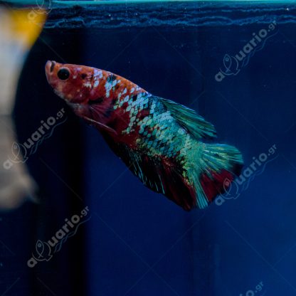 Betta splendens – Siamese Fighting Plakat Fancy 4-5 cm - Sales