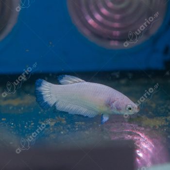 Betta splendens - Siamese Fighting Plakat Blue Rim 3.5-4 cm