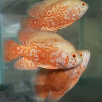 Astronotus ocellatus-Albino Red Tiger Nemo Oscar 7-7.5 cm - Ψάρια Γλυκού
