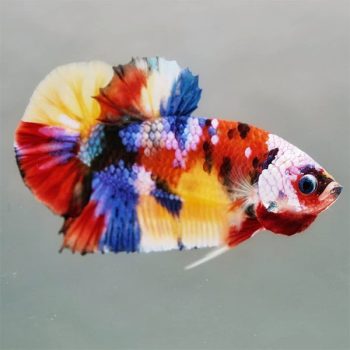 Betta splendens - Siamese Fighting Fish Plakat Candy 3.5-4cm