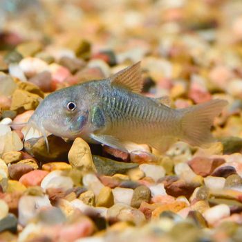 Corydoras aeneus-Corydoras Green 2-3cm