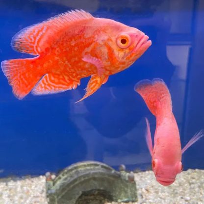 Astronotus ocellatus-Chilli Red Oscar 6.5-7.5 cm - Ψάρια Γλυκού