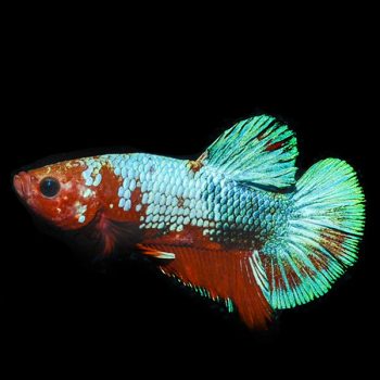 Betta splendens - Siamese Fighting Fish Hellboy plakat 3.5-4cm