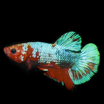 Betta splendens - Siamese Fighting Fish Hellboy plakat 3.5-4cm