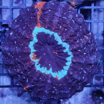 Acanthophyllia deshayesiana (49443) - Μητρικές αποικίες