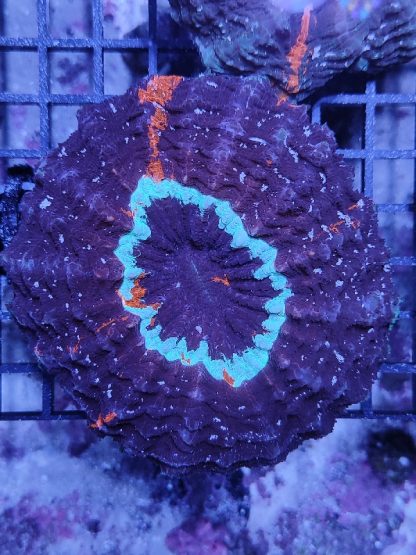 Acanthophyllia deshayesiana (49443) - Μητρικές αποικίες