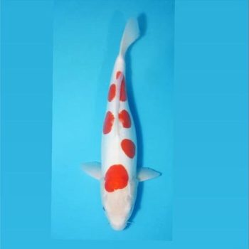 Cyprinus carpio – Koi Kohaku Sanke Doitsu 22-23 cm - Ψάρια Γλυκού