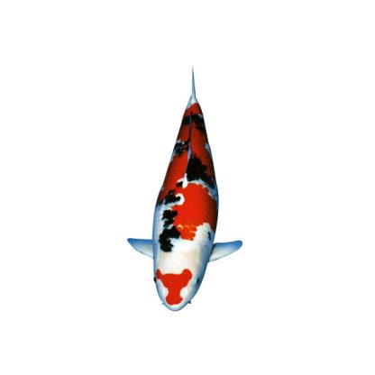 Cyprinus carpio-Koi Sanke Doitsu 27-30cm - Ψάρια Γλυκού