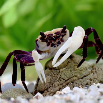 Lepidothelphusa cognetti-Borneo Panda Crab 2 cm