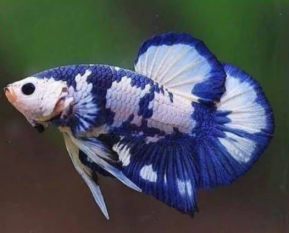 Betta spledens – Siamese Fighting Fish Halfmoon Plakat Blue Panda 3.5-4cm