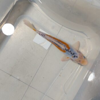 Cyprinus carpio-Koi Shusui 22-25cm WYSIWYG