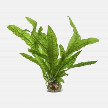 S.I Aponogeton boivinianus - Φυτά για Ενυδρεία
