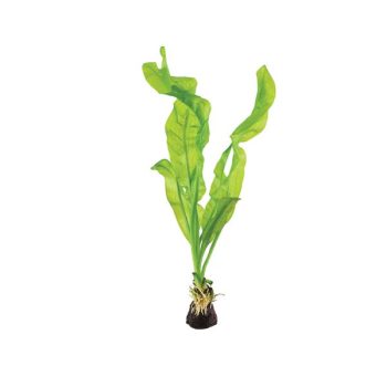 S.I Aponogeton ulvaceus - Φυτά για Ενυδρεία