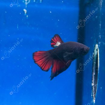 Betta splendens – Siamese Fighting Plakat Avatar ma... - Ψάρια Γλυκού