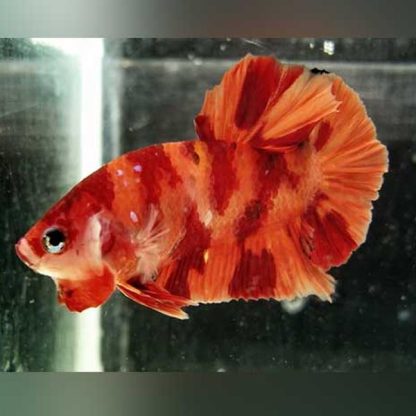 Siamese Fighting Fish-Betta Koi Nemo Male 4-5cm - Ψάρια Γλυκού
