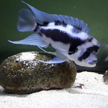 Cyphotilapia frontosa-Frontosa Black Widow 3cm
