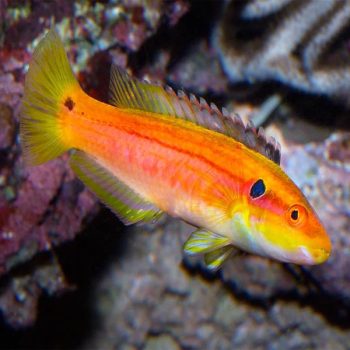 Bodianus bilunulatus- Yellow Candy hogfish M Juv