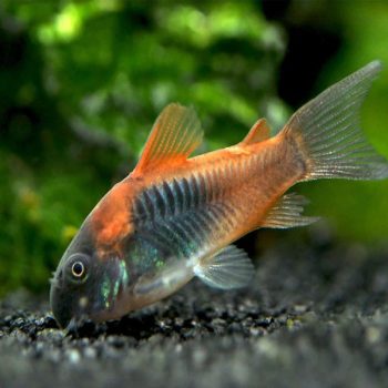 Corydoras aeneus - Orange Venezuelan Cory 2.5 cm