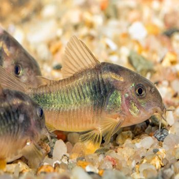 Corydoras aeneus – Bronze Cory 2.5-3cm - Ψάρια Γλυκού