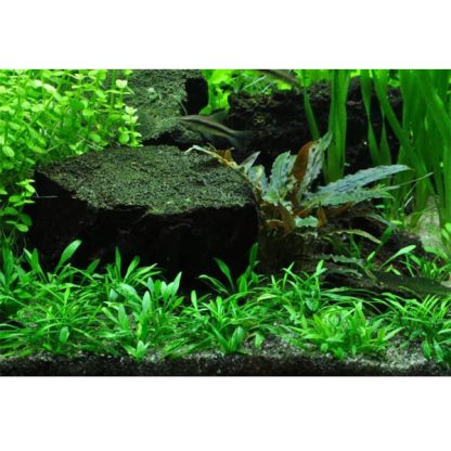 Tropica Cryptocoryne parva 1-2-Grow! - Φυτά για Ενυδρεία