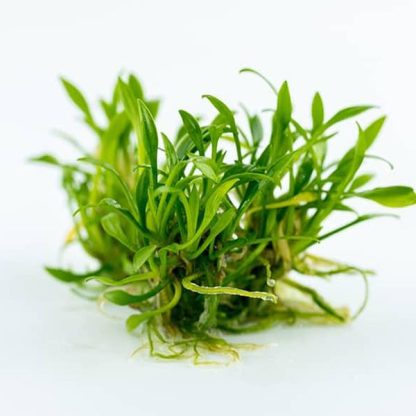 Tropica Cryptocoryne parva 1-2-Grow! - Φυτά για Ενυδρεία