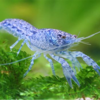 Cambarellus diminutus-Blue Mini Mexican Crayfish 2.2cm - Ασπόνδυλα Γλυκού