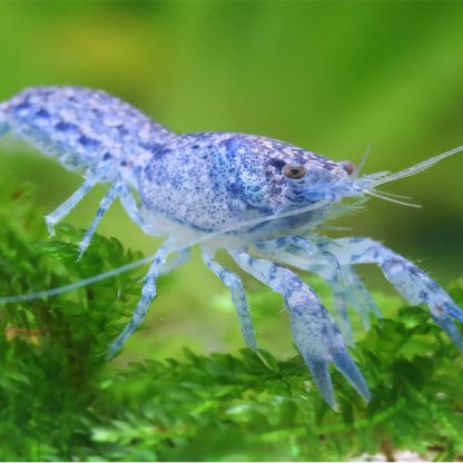 Cambarellus diminutus-Blue Mini Mexican Crayfish 2.2cm