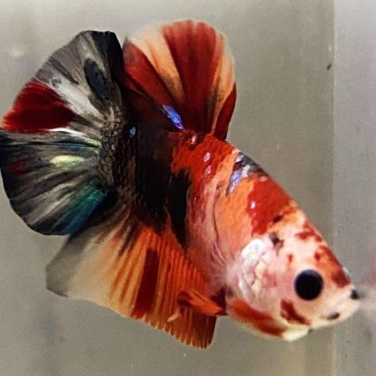 Betta splendens - Siamese Fighting Fish Giant Multicolor Male 6cm