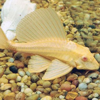 Pterygoplichthys gibbiceps-Leopard Sailfin Pleco Albino 4-5cm - Ψάρια Γλυκού