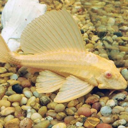 Pterygoplichthys gibbiceps-Leopard Sailfin Pleco Albino 4-5cm - Ψάρια Γλυκού