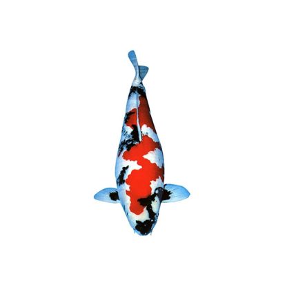 Cyprinus carpio- Koi Showa 23cm - Ψάρια Γλυκού