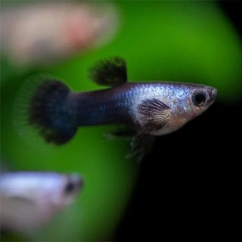Poecilia reticulata-Guppy Panda Male 2 cm