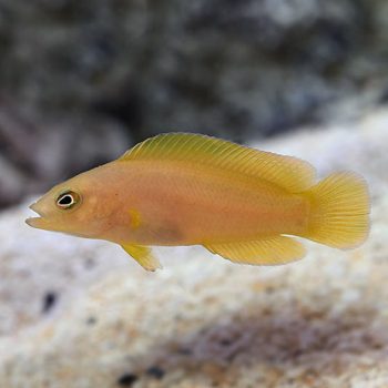 Pseudochromis fuscus-Yellow dottyback