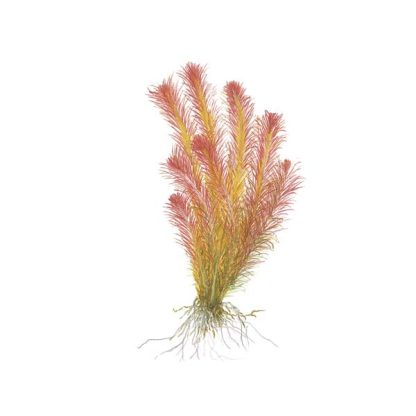 S.I Rotala wallichii in vitro - Φυτά για Ενυδρεία