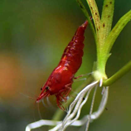 Neocaridina davidi -SUPER Red Cherry Shrimp 1.5cm - Ασπόνδυλα Γλυκού