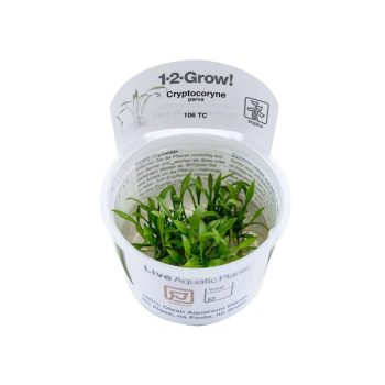 Tropica Cryptocoryne parva 1-2-Grow! - Sales