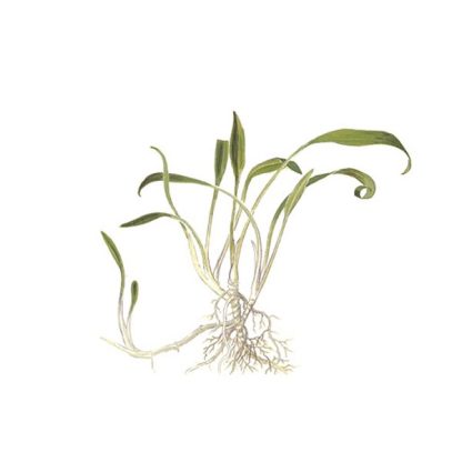 Tropica Cryptocoryne parva 1-2-Grow! - Φυτά για Ενυδρεία