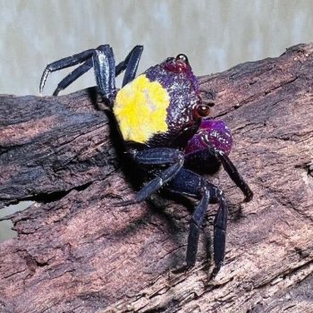 Geosesarma tricolor-Tricolor Vampire Crab 2cm